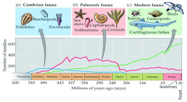 Faunas Evolutivas